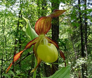 Cypripedium calceolus (Orchidaceae)  - Sabot-de-Vénus - Lady's-slipper Cote-d'Or [France] 29/05/2003 - 370m