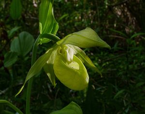 Cypripedium calceolus (Orchidaceae)  - Sabot-de-Vénus - Lady's-slipper Cote-d'Or [France] 29/05/2003 - 370m