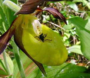 Cypripedium calceolus (Orchidaceae)  - Sabot-de-Vénus - Lady's-slipper Cote-d'Or [France] 29/05/2003 - 370m