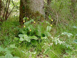 Cypripedium calceolus (Orchidaceae)  - Sabot-de-Vénus - Lady's-slipper Cote-d'Or [France] 29/05/2003 - 370m