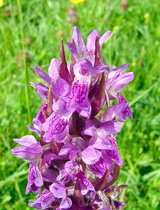 Dactylorhiza incarnata (Orchidaceae)  - Dactylorhize incarnat, Orchis incarnat, Orchis couleur de chair - Early Marsh-orchid Cote-d'Or [France] 30/05/2003 - 330m