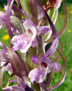 Dactylorhiza incarnata (Orchidaceae)  - Dactylorhize incarnat, Orchis incarnat, Orchis couleur de chair - Early Marsh-orchid Cote-d'Or [France] 30/05/2003 - 330m