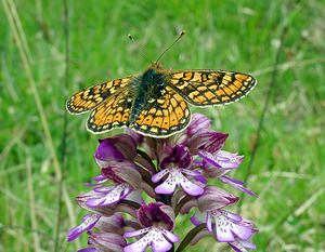 Euphydryas aurinia (Nymphalidae)  - Damier de la Succise - Marsh Fritillary Seine-Maritime [France] 10/05/2003 - 180m