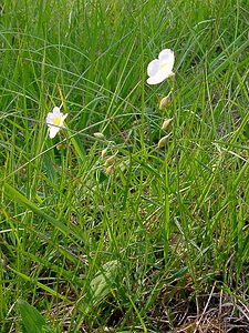 Helianthemum apenninum (Cistaceae)  - Hélianthème des Apennins - White Rock-rose Cote-d'Or [France] 29/05/2003 - 520m