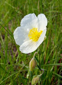 Helianthemum apenninum (Cistaceae)  - Hélianthème des Apennins - White Rock-rose Cote-d'Or [France] 29/05/2003 - 520m