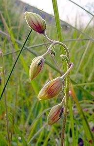 Helianthemum apenninum (Cistaceae)  - Hélianthème des Apennins - White Rock-rose Cote-d'Or [France] 29/05/2003 - 520m