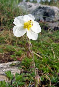 Helianthemum apenninum (Cistaceae)  - Hélianthème des Apennins - White Rock-rose Cote-d'Or [France] 31/05/2003 - 560m