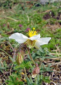 Helianthemum apenninum (Cistaceae)  - Hélianthème des Apennins - White Rock-rose Cote-d'Or [France] 31/05/2003 - 560m