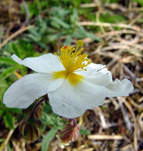Helianthemum apenninum (Cistaceae)  - Hélianthème des Apennins - White Rock-rose Cote-d'Or [France] 31/05/2003 - 560m