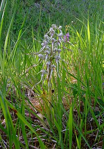 Himantoglossum hircinum (Orchidaceae)  - Himantoglosse bouc, Orchis bouc, Himantoglosse à odeur de bouc - Lizard Orchid Cote-d'Or [France] 29/05/2003 - 230m