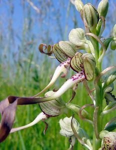 Himantoglossum hircinum (Orchidaceae)  - Himantoglosse bouc, Orchis bouc, Himantoglosse à odeur de bouc - Lizard Orchid Cote-d'Or [France] 30/05/2003 - 450m