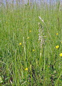 Himantoglossum hircinum (Orchidaceae)  - Himantoglosse bouc, Orchis bouc, Himantoglosse à odeur de bouc - Lizard Orchid Cote-d'Or [France] 30/05/2003 - 450m