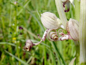 Himantoglossum hircinum (Orchidaceae)  - Himantoglosse bouc, Orchis bouc, Himantoglosse à odeur de bouc - Lizard Orchid Cote-d'Or [France] 30/05/2003 - 450m
