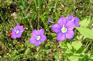 Legousia speculum-veneris (Campanulaceae)  - Légousie miroir-de-Vénus, Miroir-de-Vénus, Spéculaire miroir-de-Vénus - Large Venus's-looking-glass Cote-d'Or [France] 30/05/2003 - 440m