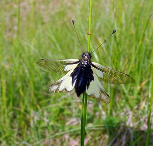 Libelloides coccajus (Ascalaphidae)  - Ascalaphe soufré Cote-d'Or [France] 31/05/2003 - 490m