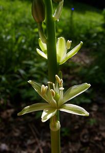 Loncomelos pyrenaicus (Asparagaceae)  - Ornithogale des Pyrénées, Aspergette - Spiked Star-of-Bethlehem Cote-d'Or [France] 30/05/2003 - 380m