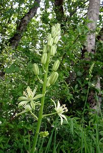 Loncomelos pyrenaicus (Asparagaceae)  - Ornithogale des Pyrénées, Aspergette - Spiked Star-of-Bethlehem Cote-d'Or [France] 31/05/2003 - 560m