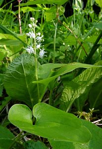 Maianthemum bifolium (Asparagaceae)  - Maïanthème à deux feuilles, Petit muguet à deux fleurs, Petit muguet - May Lily Cote-d'Or [France] 30/05/2003 - 380m