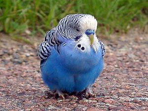 Melopsittacus undulatus (Psittaculidae)  - Perruche ondulée - Budgerigar Aisne [France] 25/05/2003 - 130mD'origine Australienne, sans doute ?chapp?e d'une cage voisine? pas farouche en tout cas !