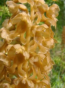 Neottia nidus-avis (Orchidaceae)  - Néottie nid-d'oiseau, Herbe aux vers - Bird's-nest Orchid Aisne [France] 25/05/2003 - 120m