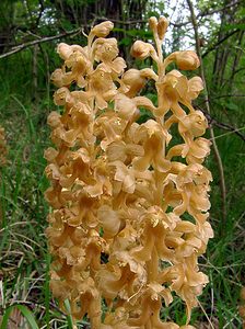 Neottia nidus-avis (Orchidaceae)  - Néottie nid-d'oiseau, Herbe aux vers - Bird's-nest Orchid Aisne [France] 25/05/2003 - 120m