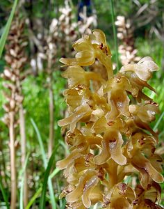 Neottia nidus-avis (Orchidaceae)  - Néottie nid-d'oiseau, Herbe aux vers - Bird's-nest Orchid Aisne [France] 25/05/2003 - 120m