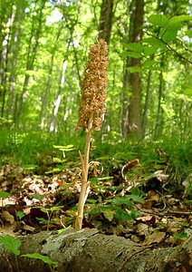 Neottia nidus-avis (Orchidaceae)  - Néottie nid-d'oiseau, Herbe aux vers - Bird's-nest Orchid Cote-d'Or [France] 29/05/2003 - 370m