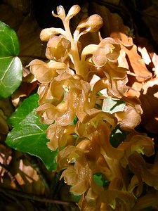 Neottia nidus-avis (Orchidaceae)  - Néottie nid-d'oiseau, Herbe aux vers - Bird's-nest Orchid Cote-d'Or [France] 30/05/2003 - 400m