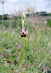 Ophrys fuciflora (Orchidaceae)  - Ophrys bourdon, Ophrys frelon - Late Spider-orchid Aisne [France] 01/05/2003 - 130m