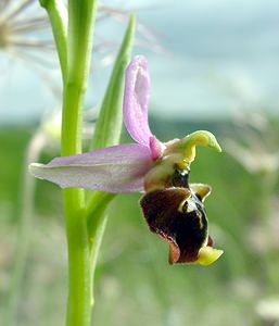 Ophrys fuciflora (Orchidaceae)  - Ophrys bourdon, Ophrys frelon - Late Spider-orchid Aisne [France] 01/05/2003 - 130m