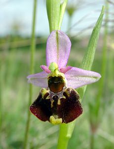 Ophrys fuciflora (Orchidaceae)  - Ophrys bourdon, Ophrys frelon - Late Spider-orchid Aisne [France] 01/05/2003 - 130m