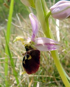 Ophrys fuciflora (Orchidaceae)  - Ophrys bourdon, Ophrys frelon - Late Spider-orchid Aisne [France] 01/05/2003 - 130m