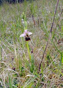 Ophrys fuciflora (Orchidaceae)  - Ophrys bourdon, Ophrys frelon - Late Spider-orchid Aisne [France] 01/05/2003 - 130m