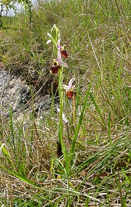 Ophrys fuciflora (Orchidaceae)  - Ophrys bourdon, Ophrys frelon - Late Spider-orchid Aisne [France] 01/05/2003 - 130m