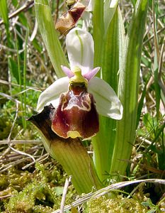 Ophrys fuciflora (Orchidaceae)  - Ophrys bourdon, Ophrys frelon - Late Spider-orchid Aisne [France] 01/05/2003 - 130m