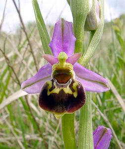Ophrys fuciflora (Orchidaceae)  - Ophrys bourdon, Ophrys frelon - Late Spider-orchid Seine-Maritime [France] 10/05/2003 - 170m
