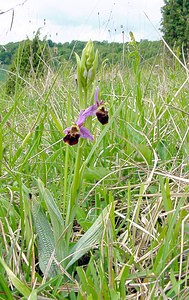 Ophrys fuciflora (Orchidaceae)  - Ophrys bourdon, Ophrys frelon - Late Spider-orchid Seine-Maritime [France] 10/05/2003 - 170m