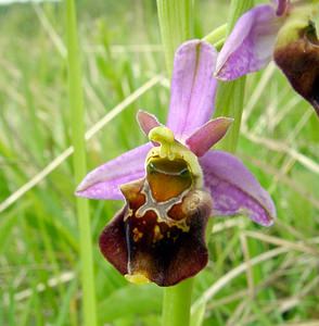 Ophrys fuciflora (Orchidaceae)  - Ophrys bourdon, Ophrys frelon - Late Spider-orchid Seine-Maritime [France] 10/05/2003 - 170m