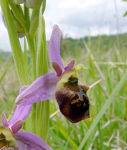 Ophrys fuciflora (Orchidaceae)  - Ophrys bourdon, Ophrys frelon - Late Spider-orchid Seine-Maritime [France] 10/05/2003 - 170m