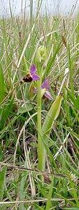 Ophrys fuciflora (Orchidaceae)  - Ophrys bourdon, Ophrys frelon - Late Spider-orchid Seine-Maritime [France] 10/05/2003 - 170m