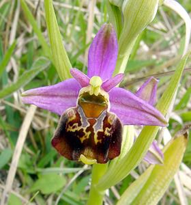 Ophrys fuciflora (Orchidaceae)  - Ophrys bourdon, Ophrys frelon - Late Spider-orchid Seine-Maritime [France] 10/05/2003 - 170m