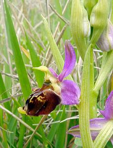 Ophrys fuciflora (Orchidaceae)  - Ophrys bourdon, Ophrys frelon - Late Spider-orchid Seine-Maritime [France] 10/05/2003 - 170m