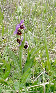 Ophrys fuciflora (Orchidaceae)  - Ophrys bourdon, Ophrys frelon - Late Spider-orchid Seine-Maritime [France] 10/05/2003 - 170m