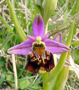 Ophrys fuciflora (Orchidaceae)  - Ophrys bourdon, Ophrys frelon - Late Spider-orchid Seine-Maritime [France] 10/05/2003 - 170m