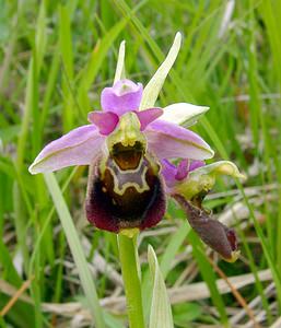 Ophrys fuciflora (Orchidaceae)  - Ophrys bourdon, Ophrys frelon - Late Spider-orchid Aisne [France] 25/05/2003 - 110m