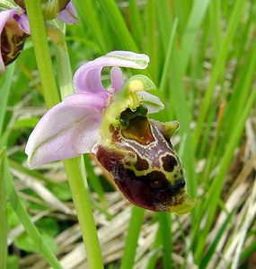 Ophrys fuciflora (Orchidaceae)  - Ophrys bourdon, Ophrys frelon - Late Spider-orchid Aisne [France] 25/05/2003 - 110m