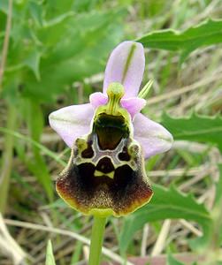 Ophrys fuciflora (Orchidaceae)  - Ophrys bourdon, Ophrys frelon - Late Spider-orchid Aisne [France] 25/05/2003 - 140m