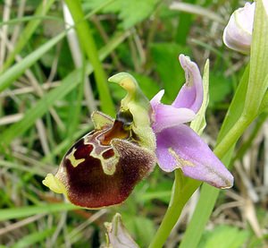 Ophrys fuciflora (Orchidaceae)  - Ophrys bourdon, Ophrys frelon - Late Spider-orchid Aisne [France] 25/05/2003 - 140m