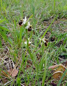 Ophrys fuciflora (Orchidaceae)  - Ophrys bourdon, Ophrys frelon - Late Spider-orchid Aisne [France] 25/05/2003 - 140m