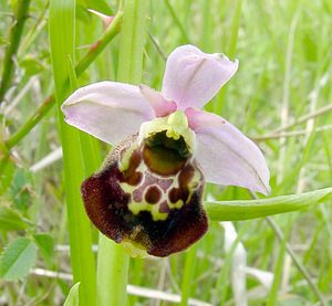 Ophrys fuciflora (Orchidaceae)  - Ophrys bourdon, Ophrys frelon - Late Spider-orchid Aisne [France] 25/05/2003 - 150m